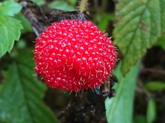 Rubus cardotii