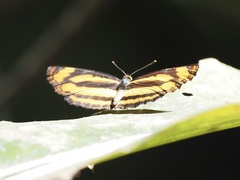 Pantoporia
