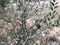 Melaleuca acuminata