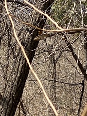 Phoenicurus auroreus