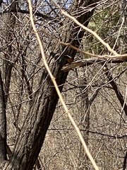 Phoenicurus auroreus