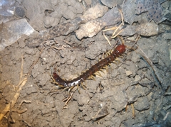 Scolopocryptops nigrimaculatus