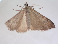 Aplocera efformata
