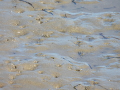 Macrophthalmus pacificus