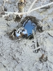 Australoplax tridentata