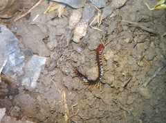 Scolopocryptops nigrimaculatus