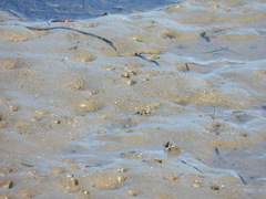 Macrophthalmus pacificus