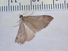 Aplocera efformata