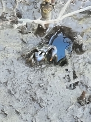 Australoplax tridentata