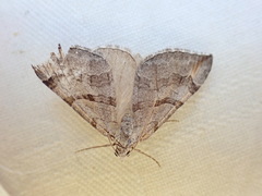 Aplocera efformata
