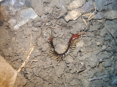 Scolopocryptops nigrimaculatus