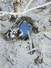 Australoplax tridentata