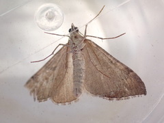 Aplocera efformata
