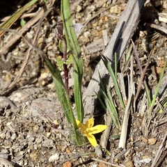 Curculigo orchioides
