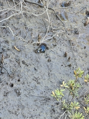 Australoplax tridentata