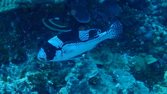 Plectorhinchus pica