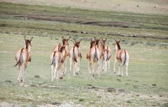 Equus kiang