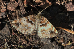 Enchoria lacteata