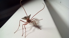 Ophion obscuratus