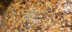 Acanthochitona fascicularis