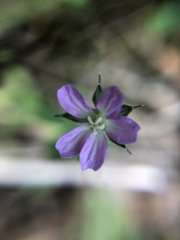 Geranium gardneri