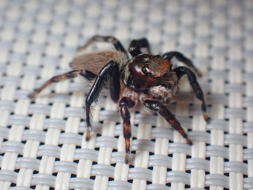 White Banded House Jumper, photo 8 of 10
