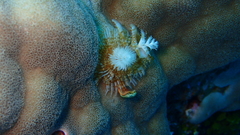 Spirobranchus corniculatus