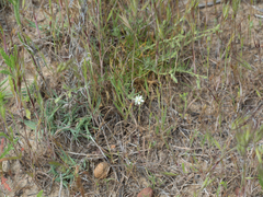 Spergularia bocconei