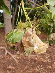 Dichocrocis clytusalis