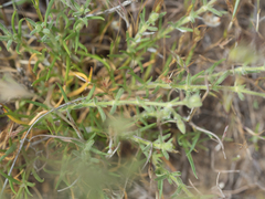 Spergularia bocconei