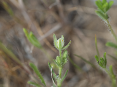 Spergularia bocconei