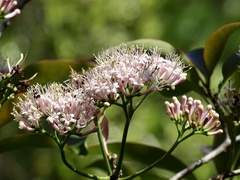 Ehretia longiflora