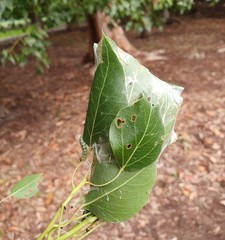 Dichocrocis clytusalis