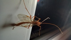 Ophion obscuratus