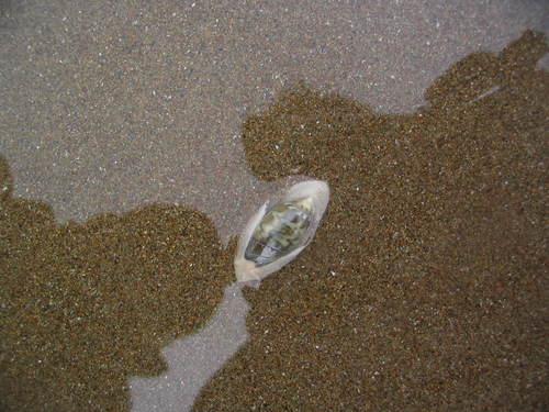 Oliva undatella