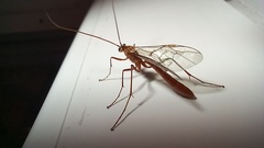 Ophion obscuratus