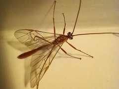 Ophion obscuratus