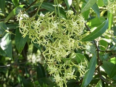 Anodendron affine