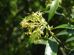 Anodendron affine