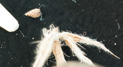 Cryptantha intermedia intermedia