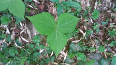 Trillium tschonoskii