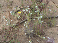 Cryptantha intermedia intermedia