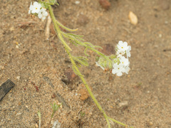 Cryptantha intermedia intermedia