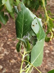 Dichocrocis clytusalis