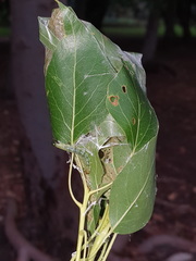 Dichocrocis clytusalis