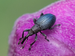 Ceratapion onopordi
