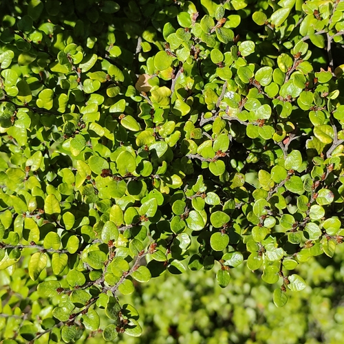 Nothofagus cliffortioides, photograph 3