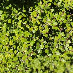 Nothofagus cliffortioides, photograph Jenny Saito, CC BY, iNaturalist via GBIF
