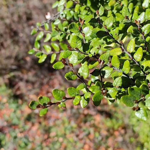 Nothofagus cliffortioides, photograph 4