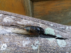 Cryptotympana mandarina